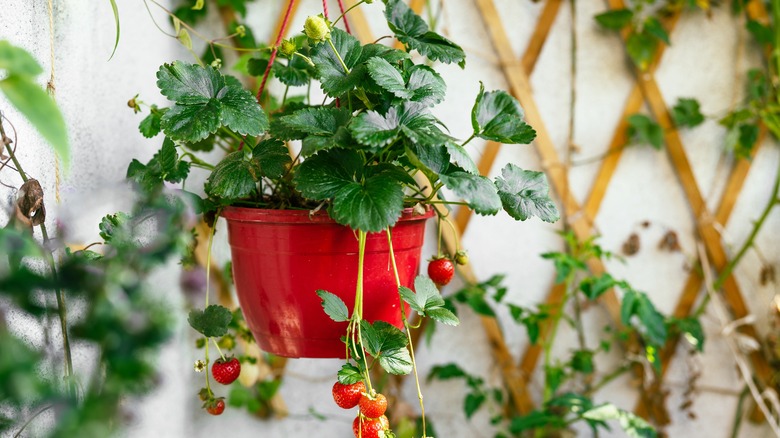 strawberry plant in hanging basket