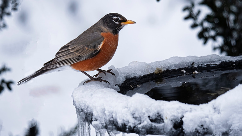 A robin perched on heated bird bath