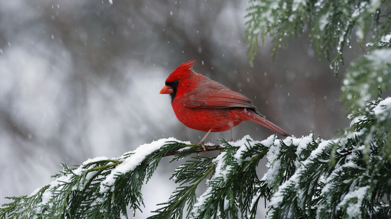 A cardinal standing on snow-covered branch