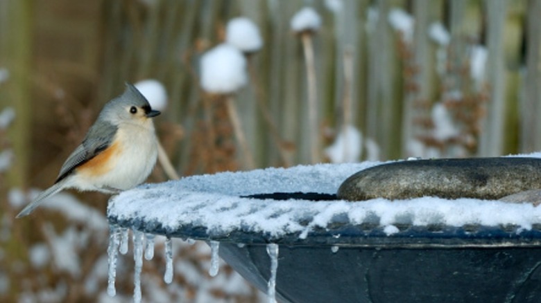 A bird next to an incy bird bath during the winter