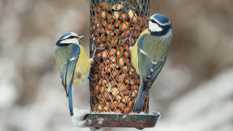 Two birds eating from a feeder during the winter