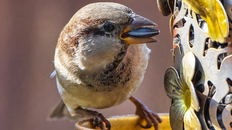 A bird with a sunflower seed in its beak