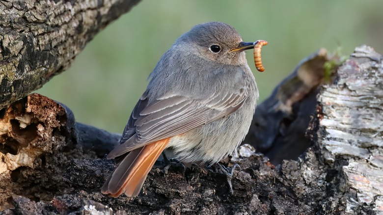 A bird with a mealworm in its beak