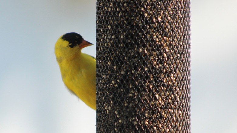 A bird eating from a nyjer seed feeder