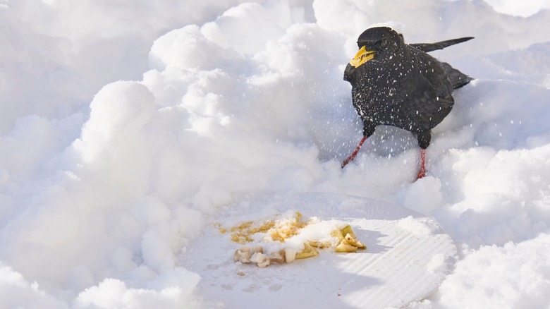 A bird eating the snow eating apple pieces