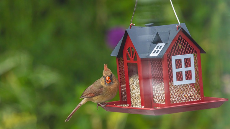 A bird by a feeder with safflower seeds