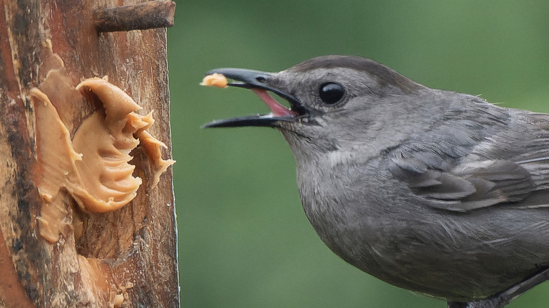 A bird eating peanut butter off a feeder