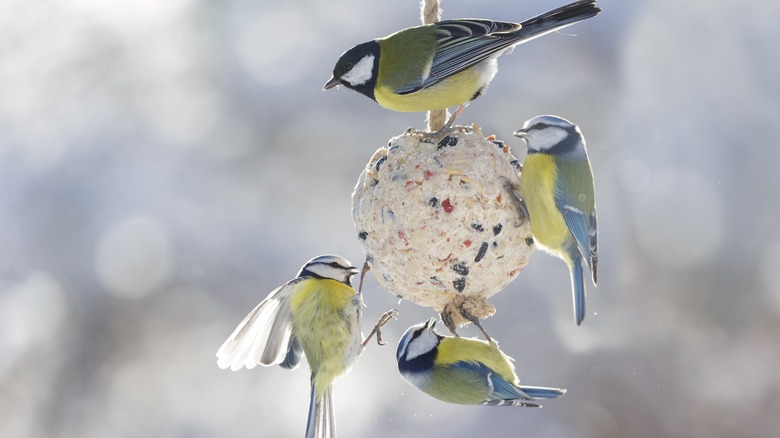 Four birds on a suet feeder in the winter