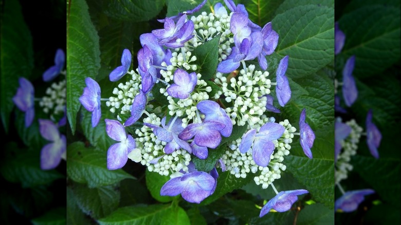 Endless Summer Twist and Shout hydrangea