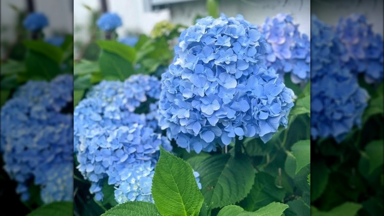 Nikko Blue hydrangea blooms