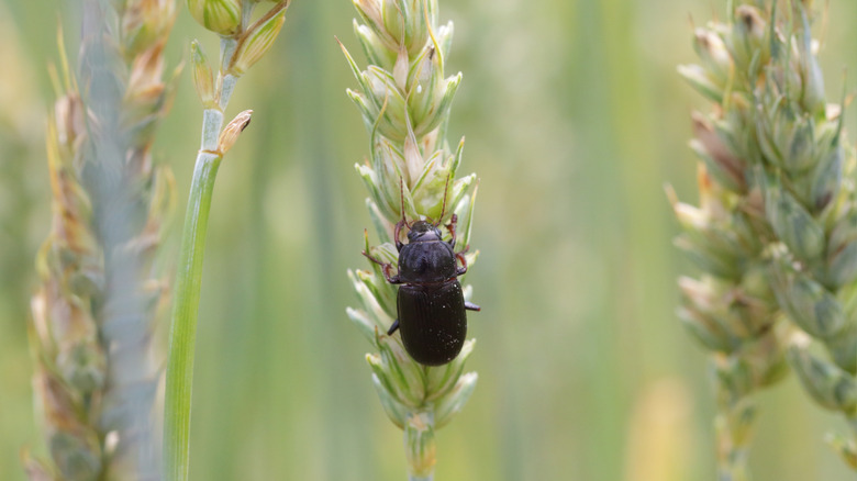 ground beetle on plant