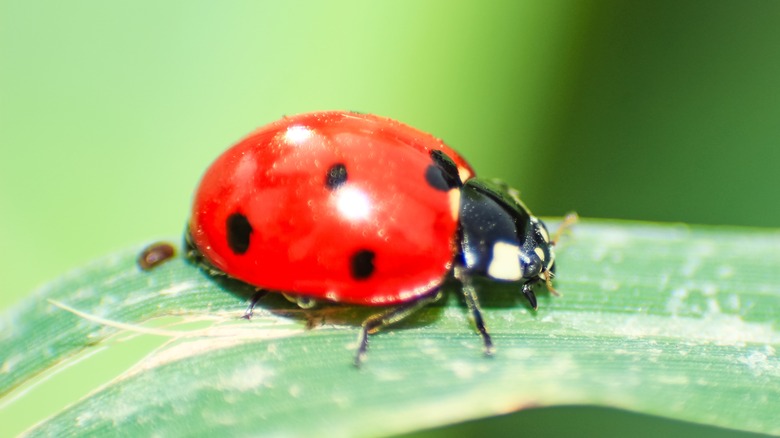 ladybug on a leaf