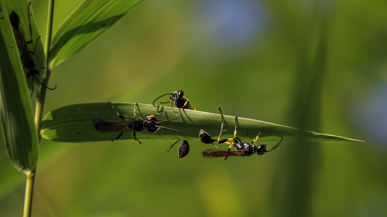 four wasps on a plant