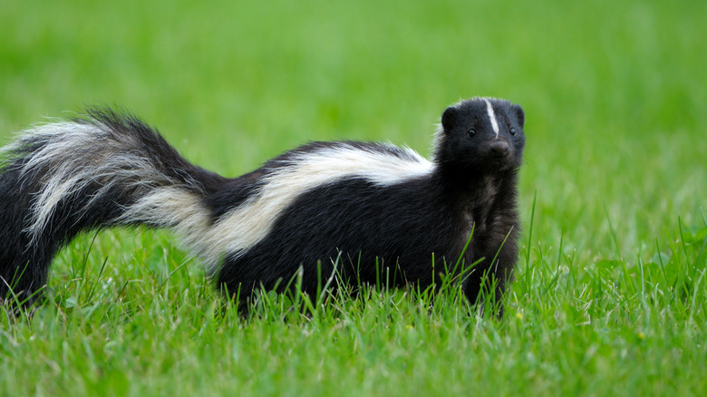 skunk in grassy field