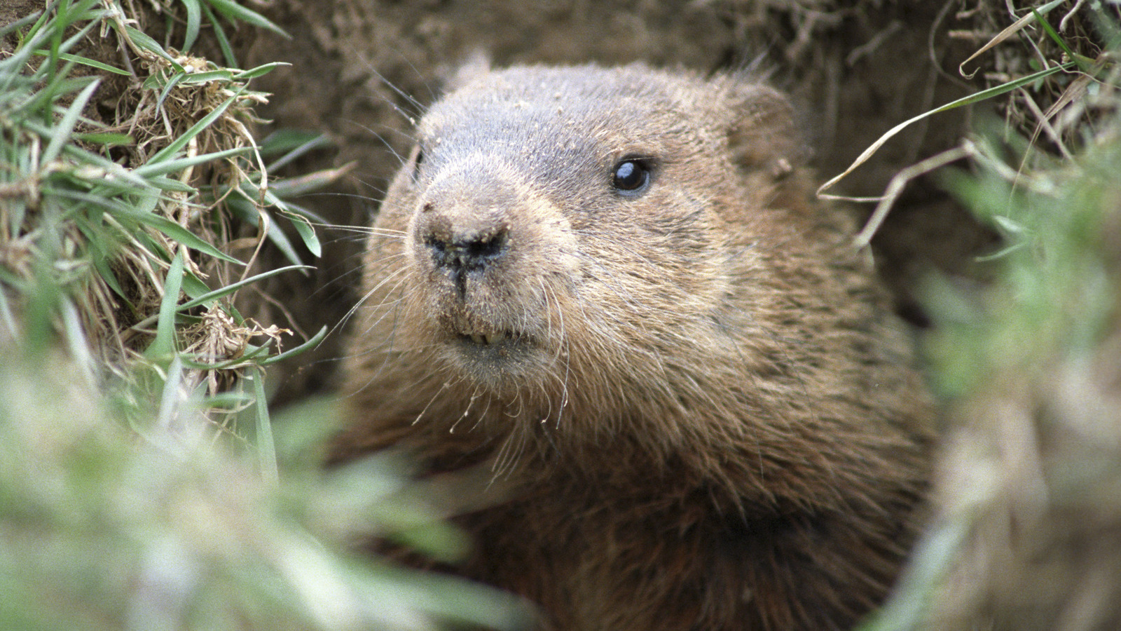 The Best Carrier Oil For Keeping Groundhogs Out Of Your Garden