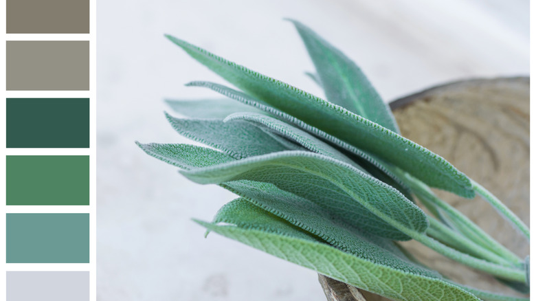 Plant and shades of green