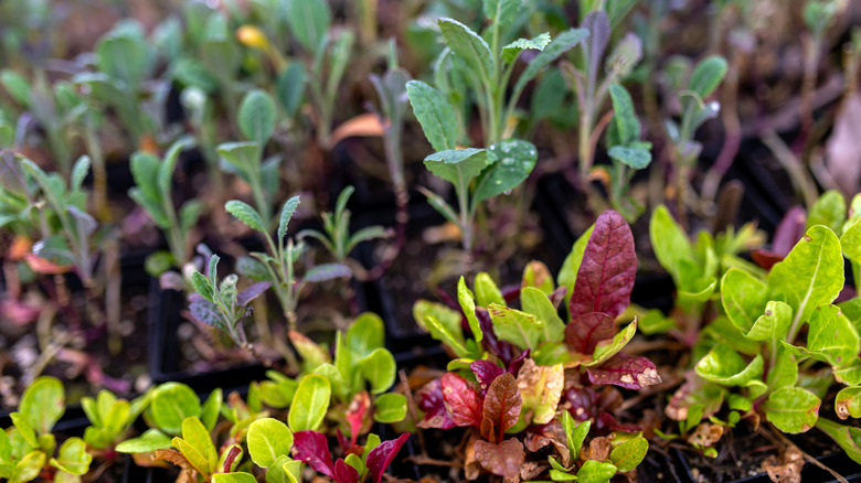 plant seedlings