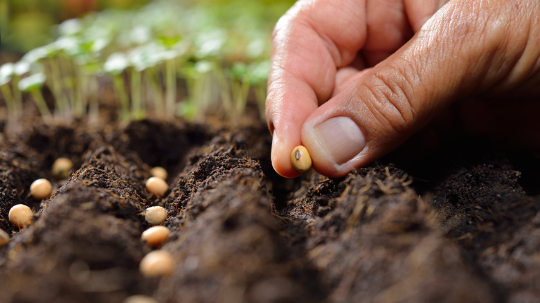 person planting seeds