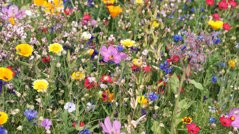 wildflowers