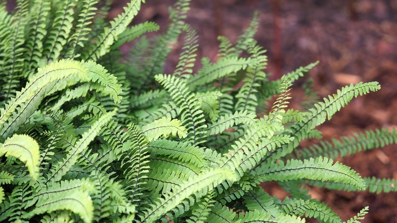 Maidenhair fern growing in garden