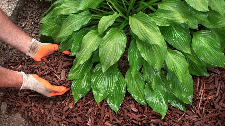 Gardener planting hosta plant 