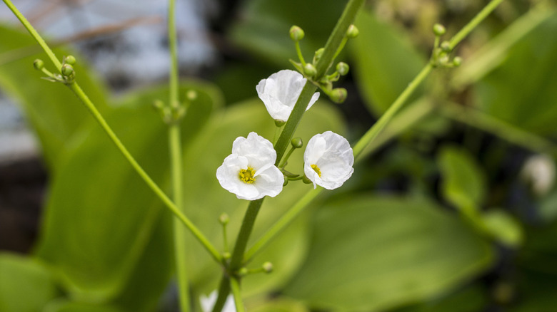 White skeleton flowers (Diphylleia grayi) in bloom