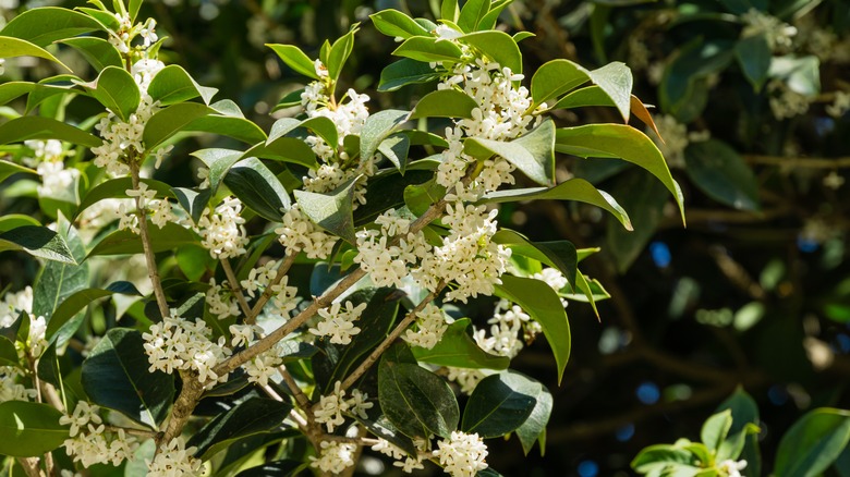 White flowers growing on sweet olive tree