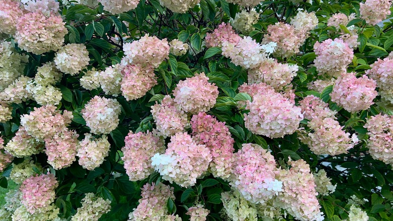 vanilla strawberry hydrangea bush