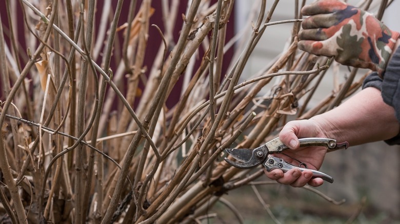 hands pruning hydrangea bush