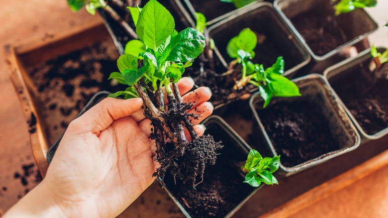 planting hydrangeas