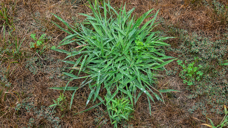 Crabgrass and clover in lawn