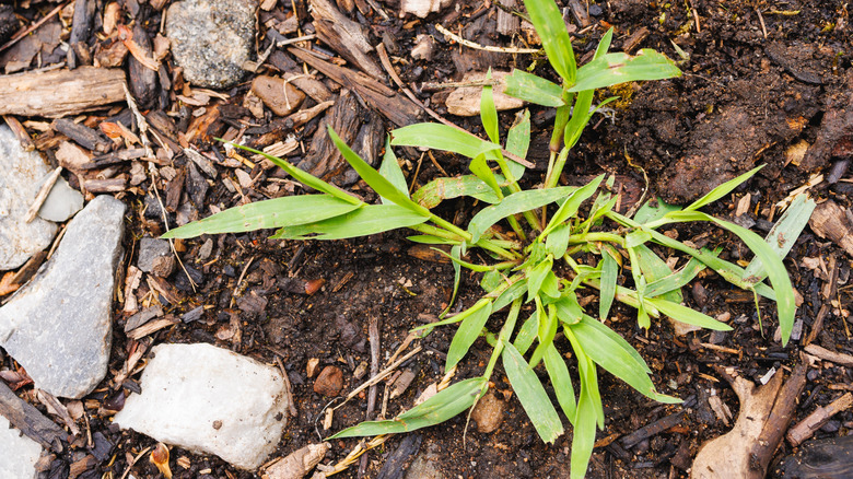 Crabgrass with multiple tillers