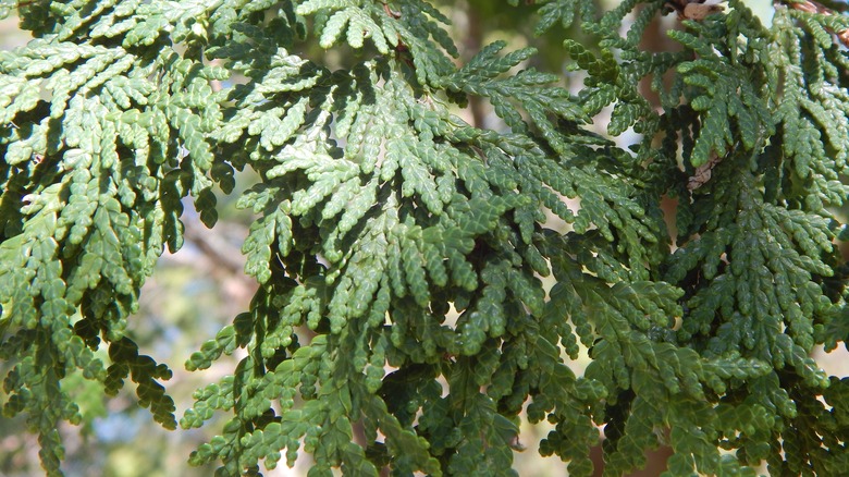 cedar boughs