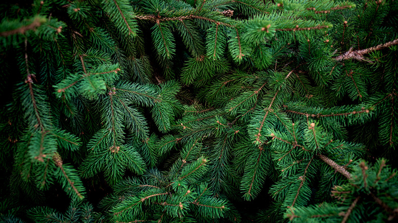The Best Cut Evergreens To Include In Your Outdoor Displays During