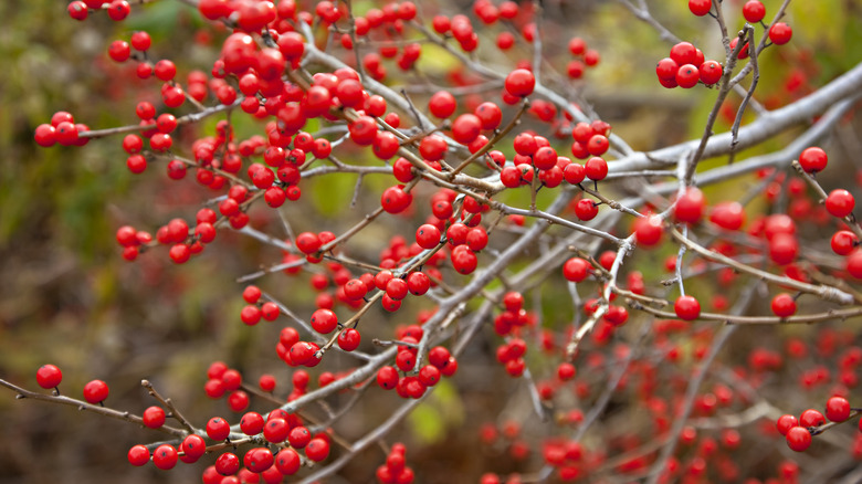 winterberry holly