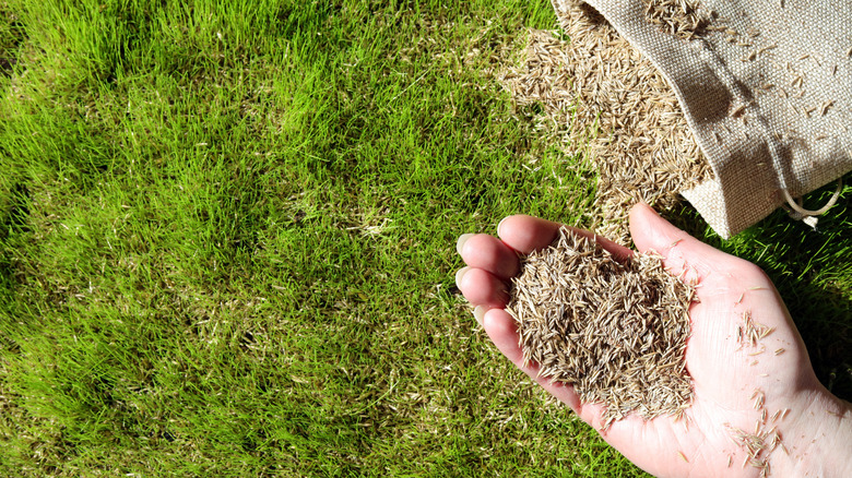 handful of grass seed