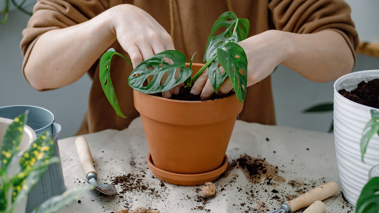 Someone is repotting a monstera plant with potting soil.