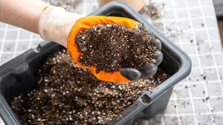 Someone with a gloved hand holds mixed potting soil.