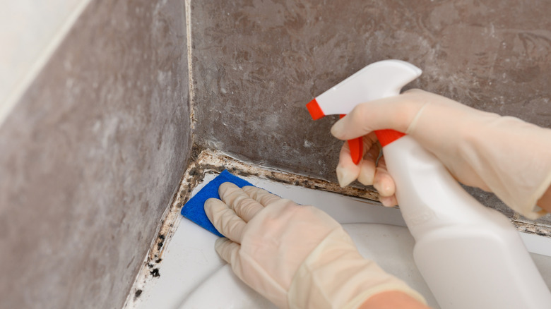 Person wearing gloves spraying mold around bathtub with vinegar