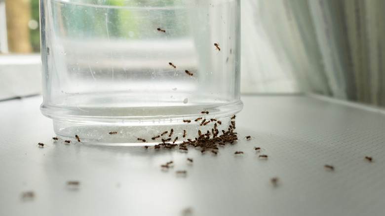 ants gathering on glass on glossy tabletop