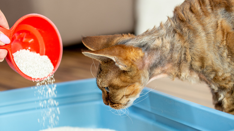 litter box cleaning