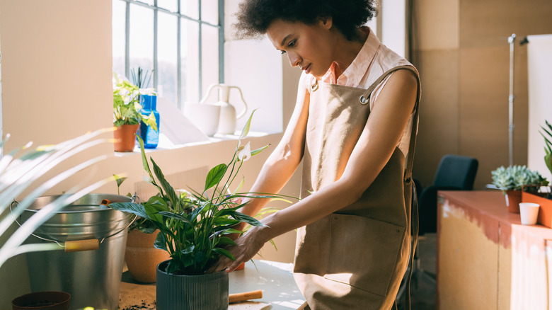 A woman is working on a potted peace lily.