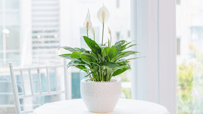 A potted peace lily blooms and thrives indoors.