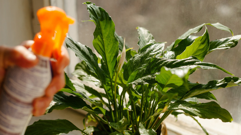 A  person uses a foliar spray with an orange spray nozzle to fertilize a peace lily.