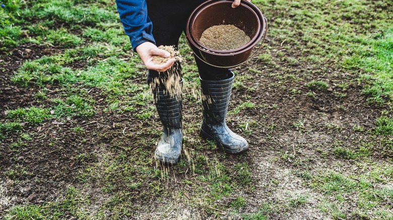 gardener reseeding lawn