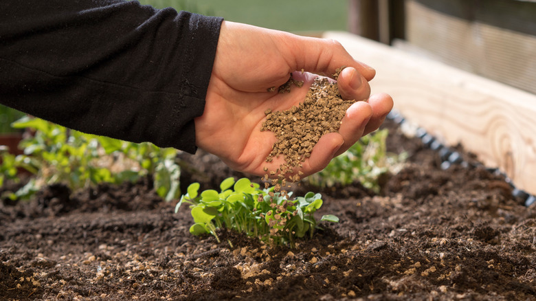 hand applying organic fertilizer to soil