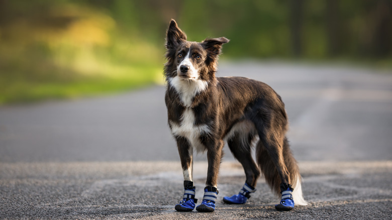 Dog wearing shoes