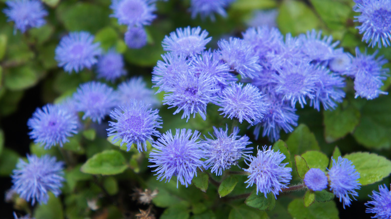 Blue ageratum flowers blooming