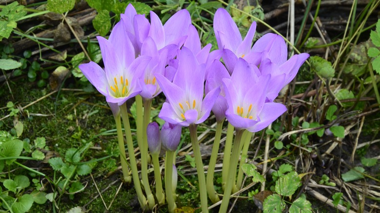 Autumn crocus purple blooms 