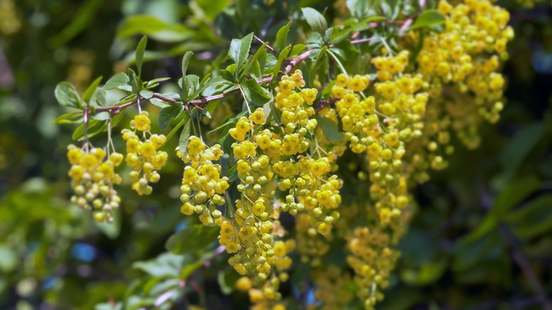 Barberry plant with yellow flowers 